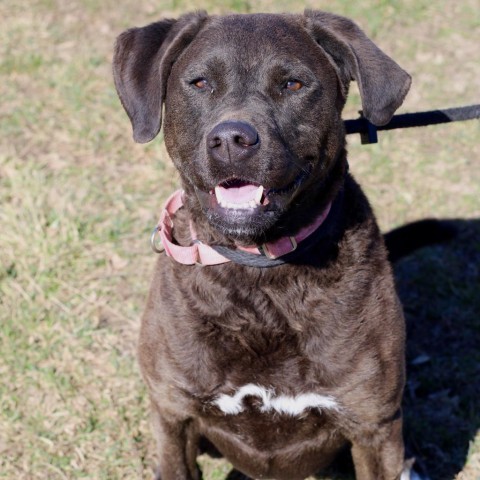 Blue, an adoptable Black Labrador Retriever, Chesapeake Bay Retriever in Springfield, IL, 62702 | Photo Image 3