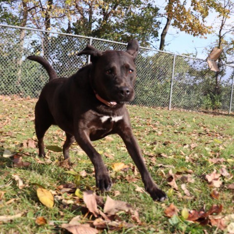 Blue, an adoptable Black Labrador Retriever, Chesapeake Bay Retriever in Springfield, IL, 62702 | Photo Image 4