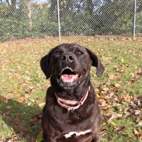 Blue, an adoptable Black Labrador Retriever, Chesapeake Bay Retriever in Springfield, IL, 62702 | Photo Image 5