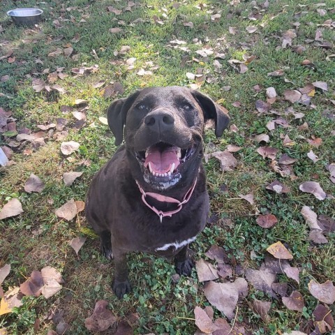 Blue, an adoptable Black Labrador Retriever, Chesapeake Bay Retriever in Springfield, IL, 62702 | Photo Image 6