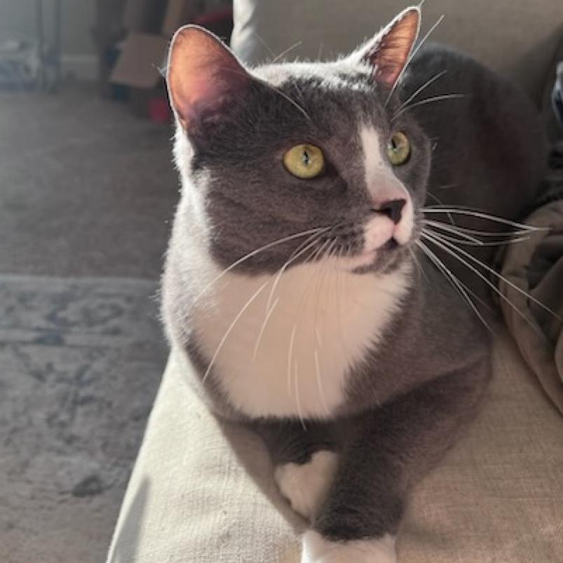 Blade Runner, an adoptable Domestic Short Hair in Springfield, IL, 62702 | Photo Image 1