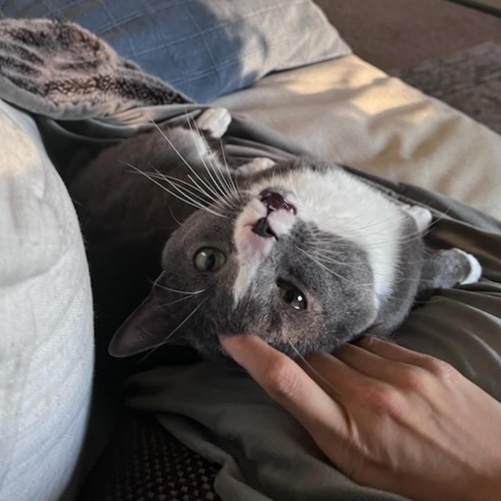 Blade Runner, an adoptable Domestic Short Hair in Springfield, IL, 62702 | Photo Image 2