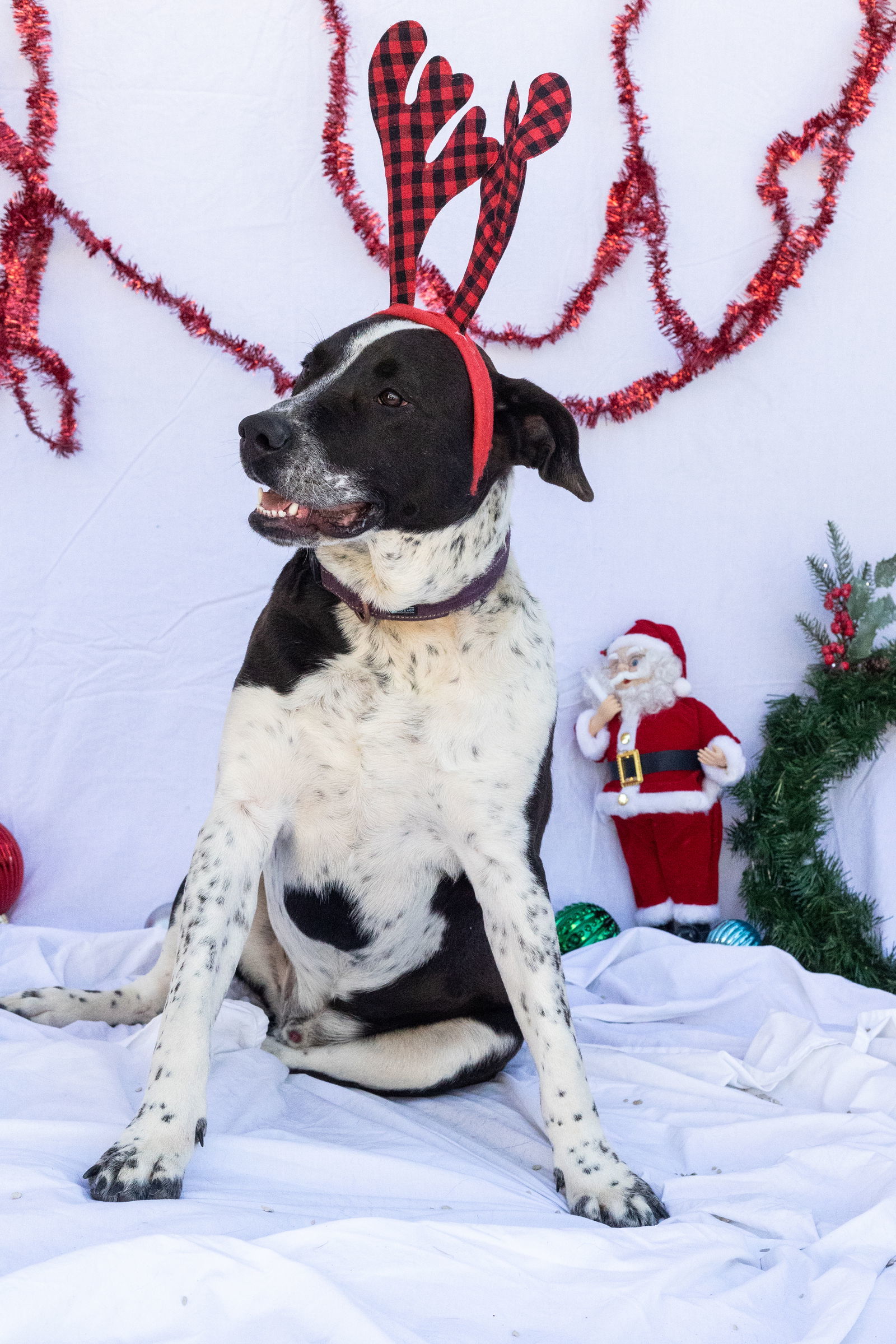 Rosco, an adoptable Labrador Retriever, Australian Cattle Dog / Blue Heeler in Stover, MO, 65078 | Photo Image 1