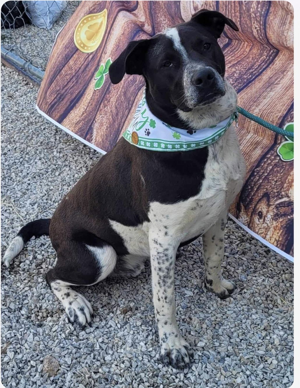 Rosco, an adoptable Labrador Retriever, Hound in Stover, MO, 65078 | Photo Image 2