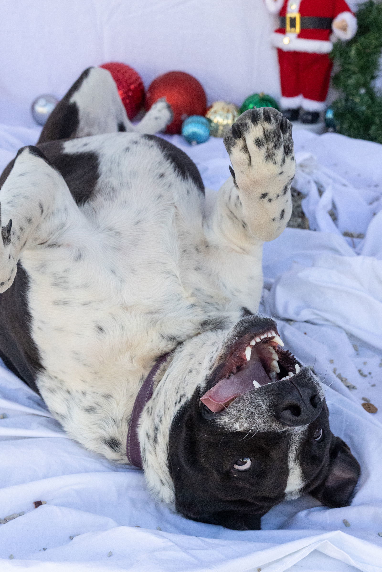 Rosco, an adoptable Labrador Retriever, Australian Cattle Dog / Blue Heeler in Stover, MO, 65078 | Photo Image 2