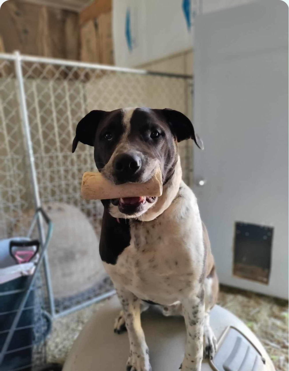 Rosco, an adoptable Labrador Retriever, Hound in Stover, MO, 65078 | Photo Image 3