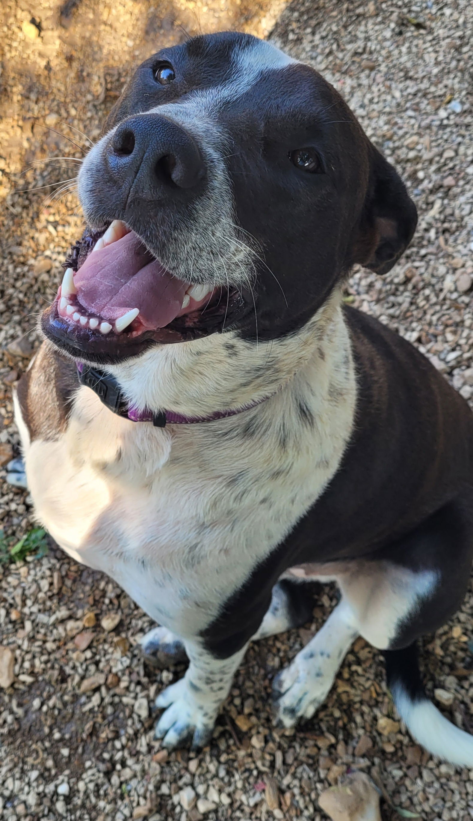 Rosco, an adoptable Labrador Retriever, Australian Cattle Dog / Blue Heeler in Stover, MO, 65078 | Photo Image 3