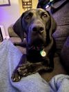 Beau