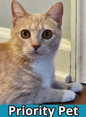 Reesie `A PRIORITY PET`, an adoptable Domestic Short Hair in Columbia, SC, 29211 | Photo Image 1