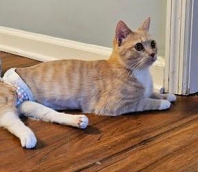 Reesie `A PRIORITY PET`, an adoptable Domestic Short Hair in Columbia, SC, 29211 | Photo Image 2