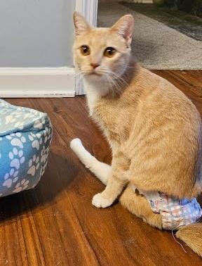 Reesie `A PRIORITY PET`, an adoptable Domestic Short Hair in Columbia, SC, 29211 | Photo Image 3