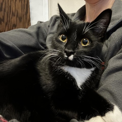 Pixie, an adoptable Domestic Short Hair in Bismarck, ND, 58507 | Photo Image 3