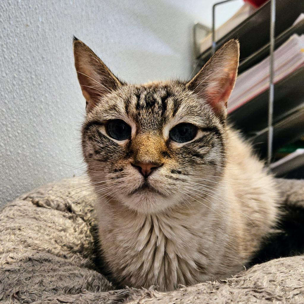 Story, an adoptable Siamese in Sheridan, WY, 82801 | Photo Image 1