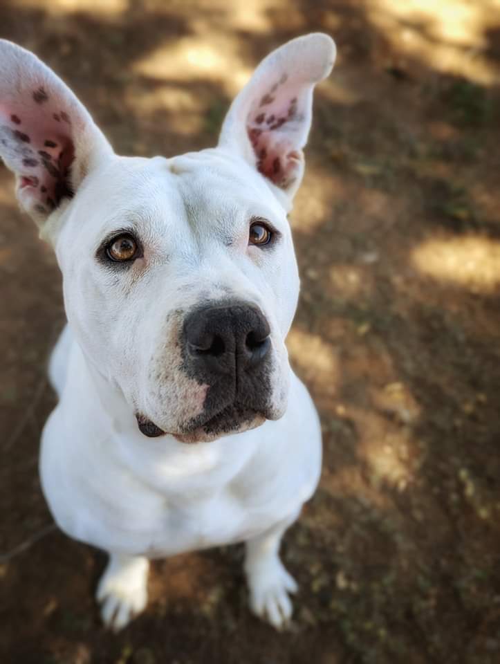 Georgia, an adoptable Pit Bull Terrier in Denver, CO, 80209 | Photo Image 1