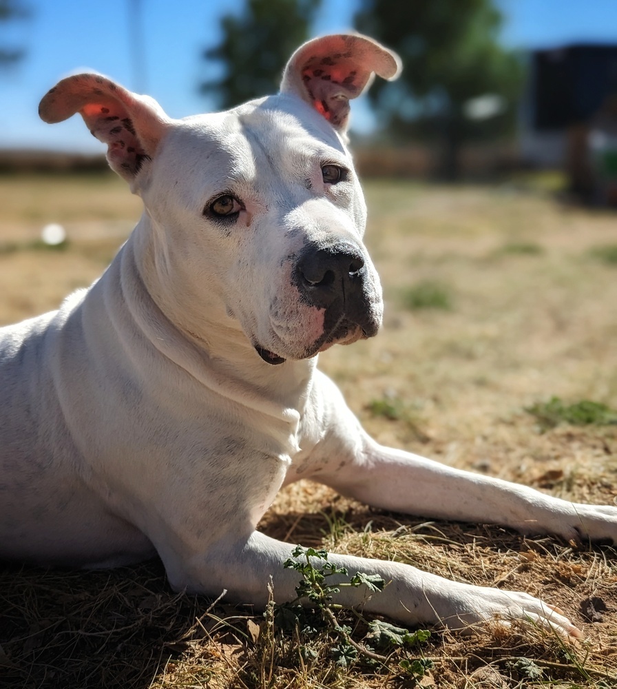 Georgia, an adoptable Pit Bull Terrier in Denver, CO, 80209 | Photo Image 2