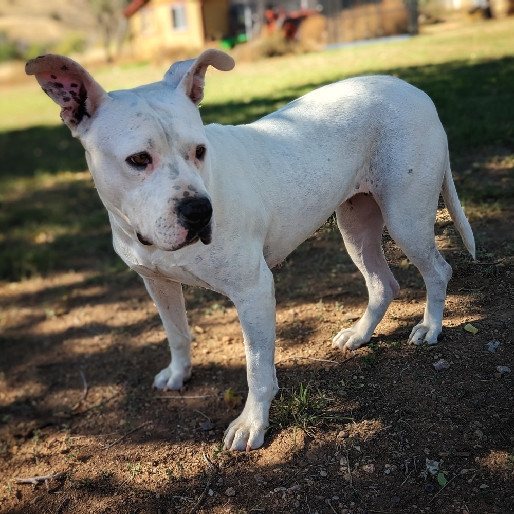 Georgia, an adoptable Pit Bull Terrier in Denver, CO, 80209 | Photo Image 3