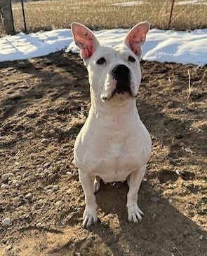 Georgia, an adoptable Pit Bull Terrier in Denver, CO, 80209 | Photo Image 4