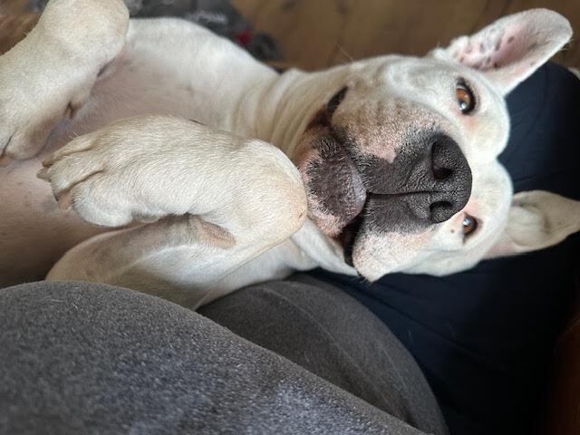 Georgia, an adoptable Pit Bull Terrier in Denver, CO, 80209 | Photo Image 5