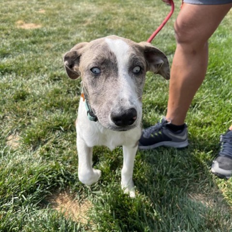 Graham, an adoptable Australian Shepherd, Mixed Breed in Bend, OR, 97702 | Photo Image 3