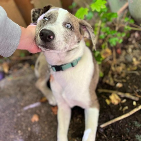 Graham, an adoptable Australian Shepherd, Mixed Breed in Bend, OR, 97702 | Photo Image 6