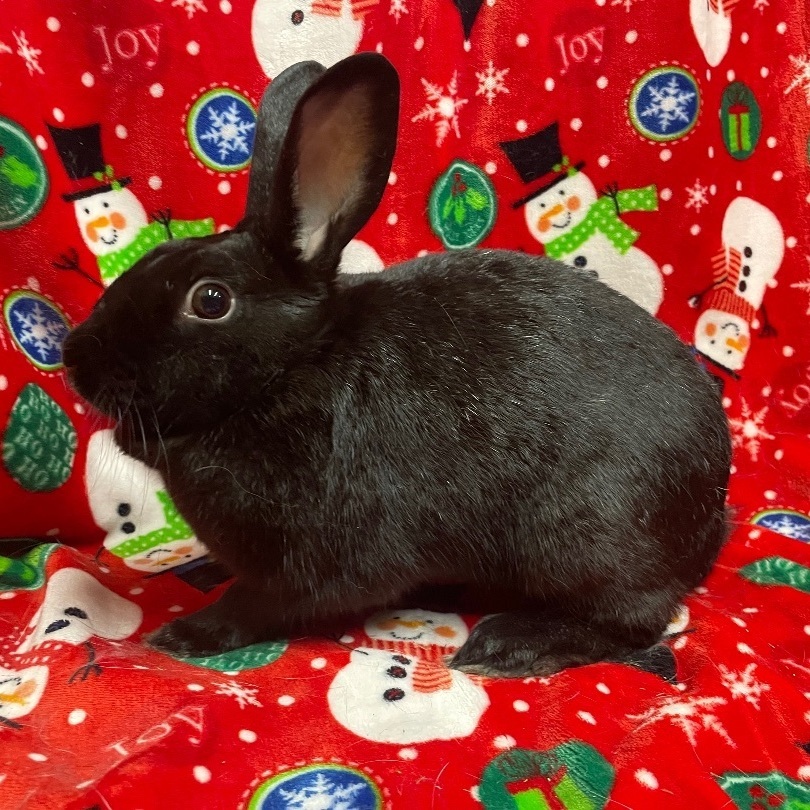 Rabbit for adoption Carnation, a Havana in Indianapolis, IN Petfinder
