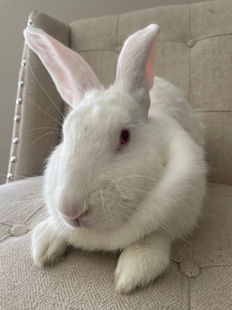 Rabbit for adoption Clover, a New Zealand in Birmingham, AL Petfinder