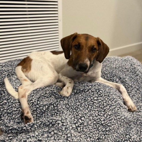 Milo, an adoptable Hound, Collie in Bend, OR, 97702 | Photo Image 2