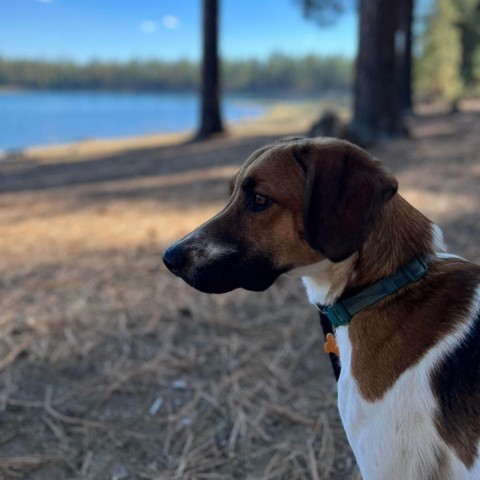 Milo, an adoptable Hound, Collie in Bend, OR, 97702 | Photo Image 3