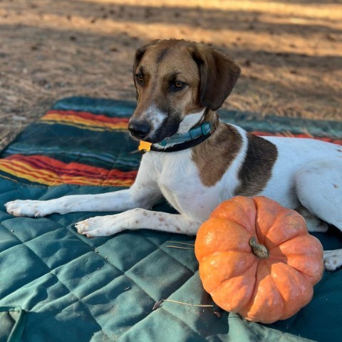 Milo, an adoptable Hound, Collie in Bend, OR, 97702 | Photo Image 6