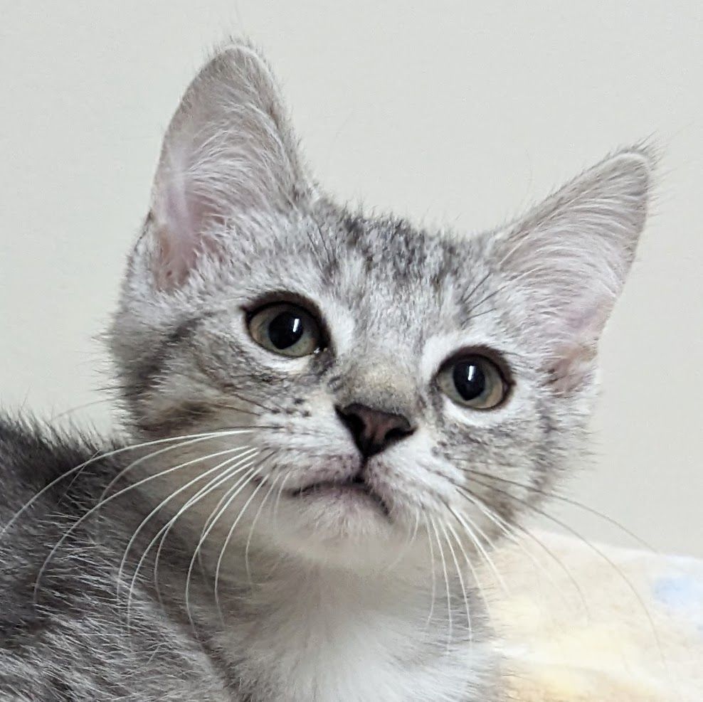 Photo of Baby Male Domestic Short Hair Tabby (Gray / Blue / Silver)