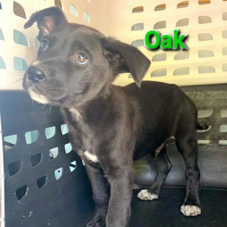 Photo of Baby Male Black Labrador Retriever Black, White / Cream