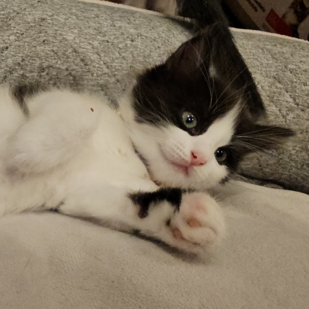 Photo of Baby Female Ragamuffin Black & White / Tuxedo
