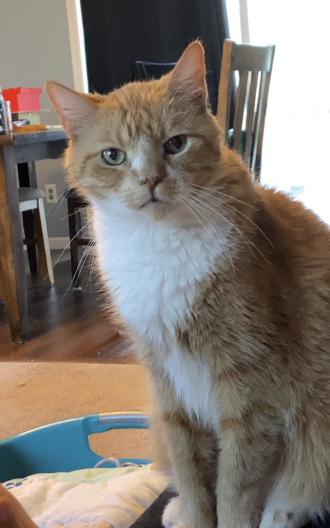 Photo of Adult Male Domestic Short Hair Cream / Ivory