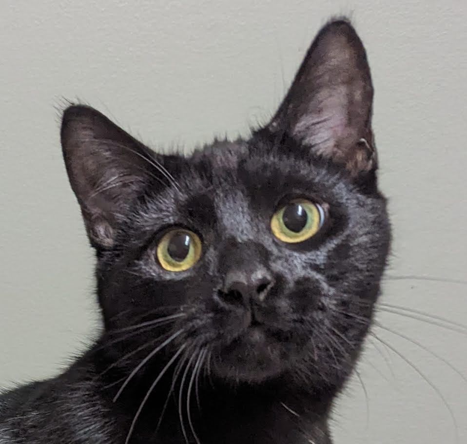Photo of Baby Male Domestic Short Hair Black