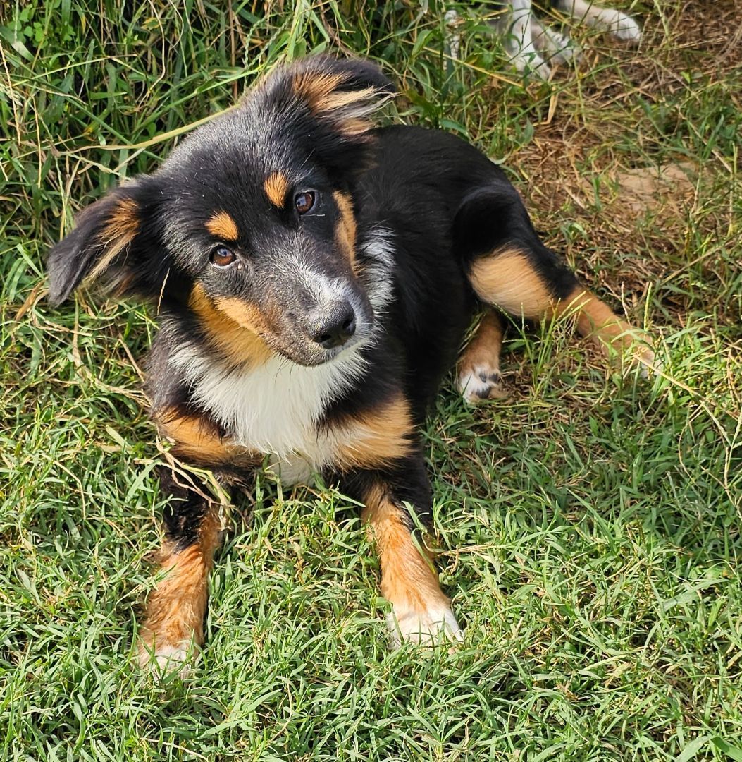 Photo of Baby Female Australian Shepherd Tricolor (Brown, Black, & White)