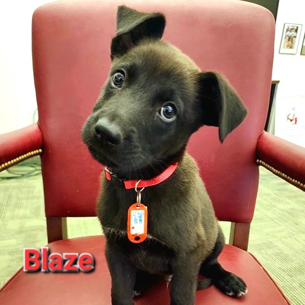 Photo of Baby Male Black Labrador Retriever Black, White / Cream