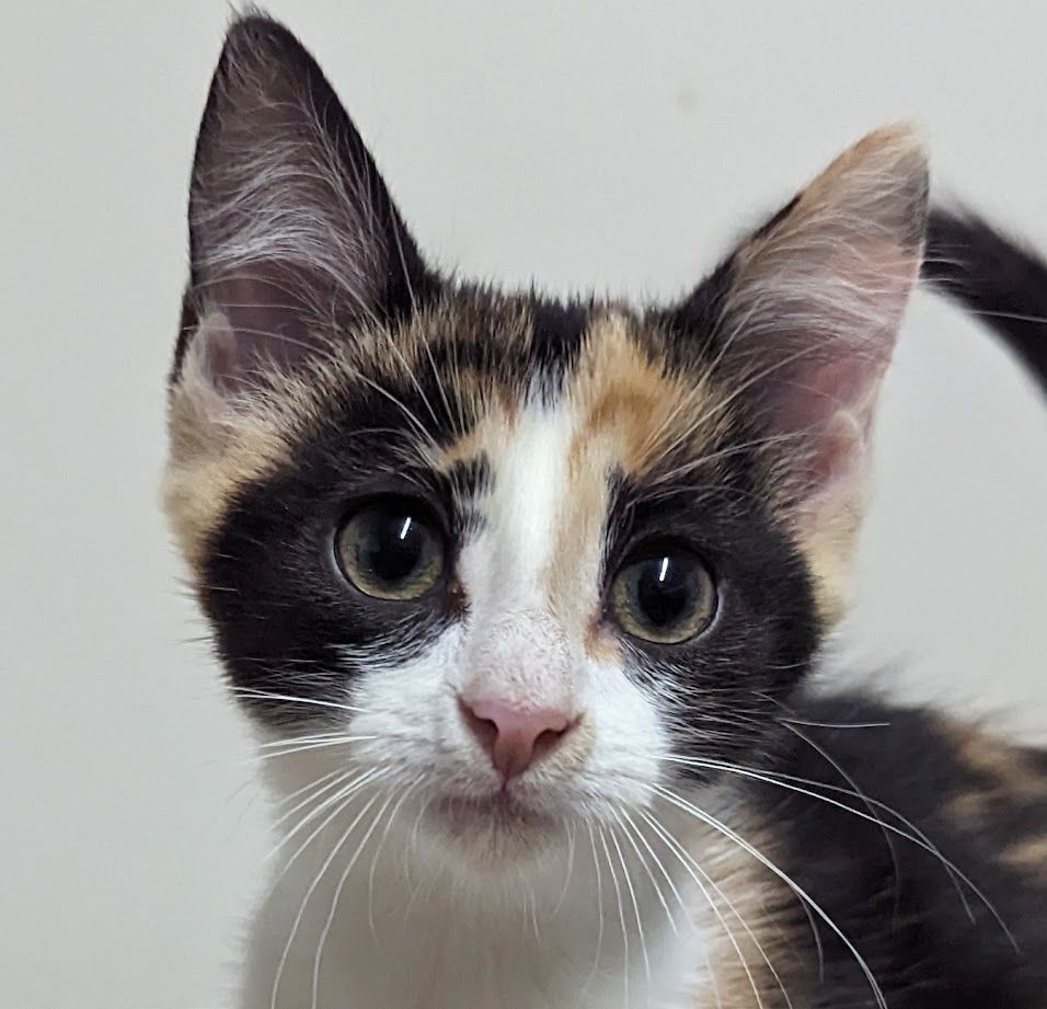 Photo of Baby Female Domestic Short Hair Calico