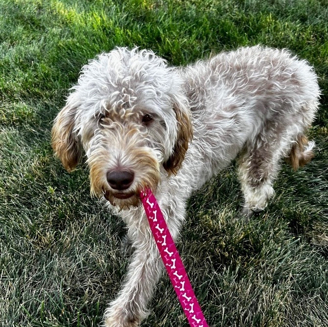 Photo of Adult Female Labradoodle Apricot / Beige
