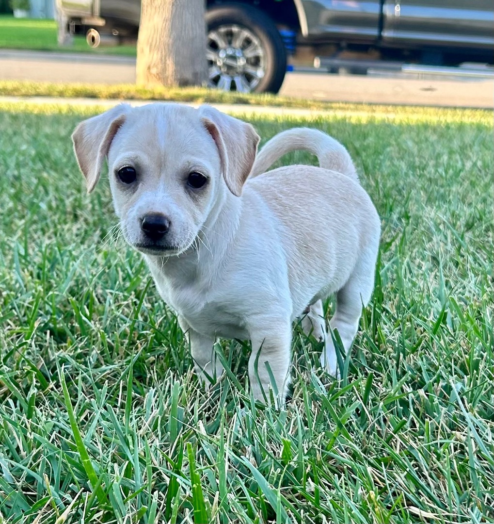 Photo of Baby Male Chiweenie Yellow / Tan / Blond / Fawn, Apricot / Beige