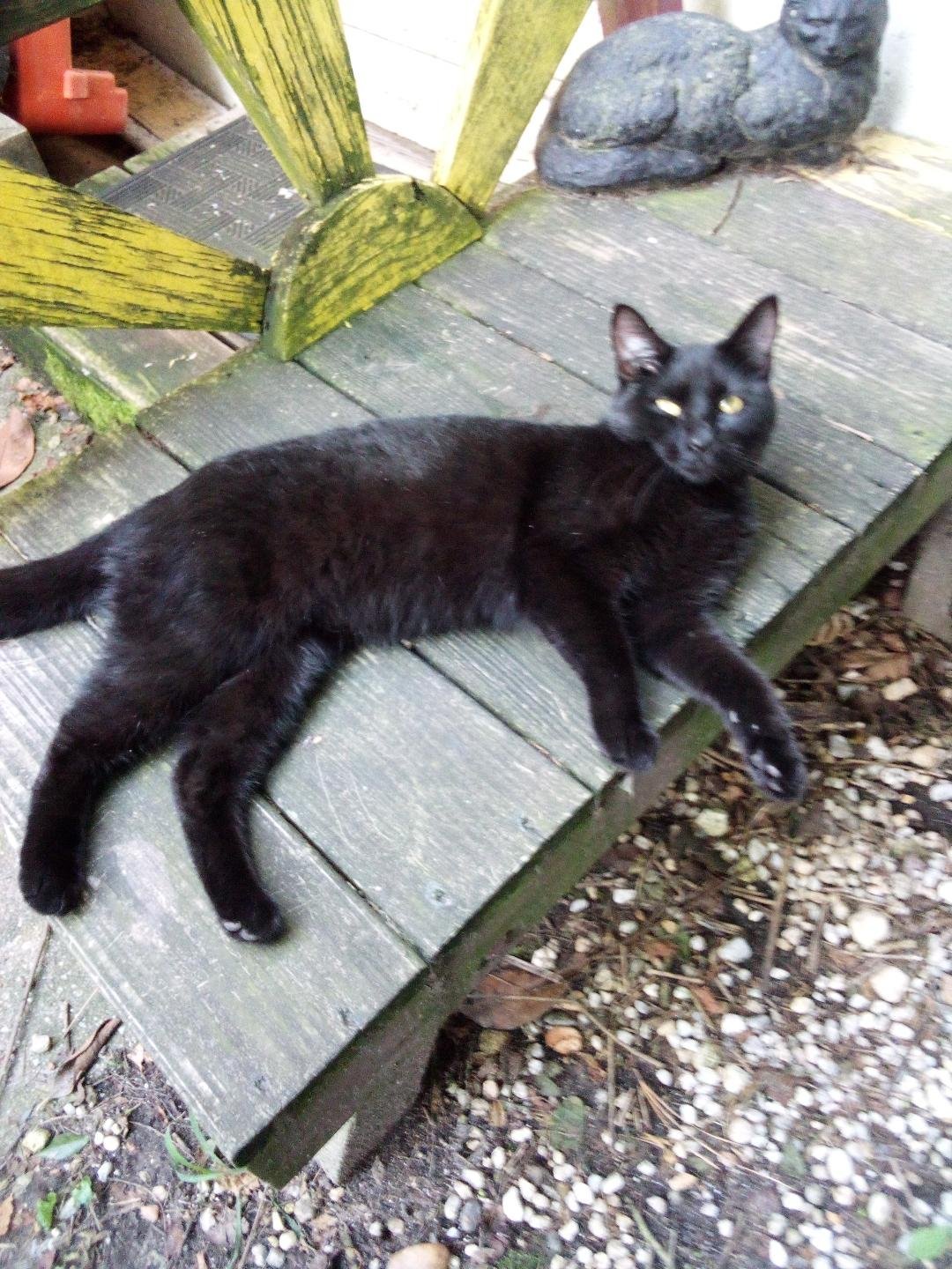Photo of Young Female Domestic Short Hair Black
