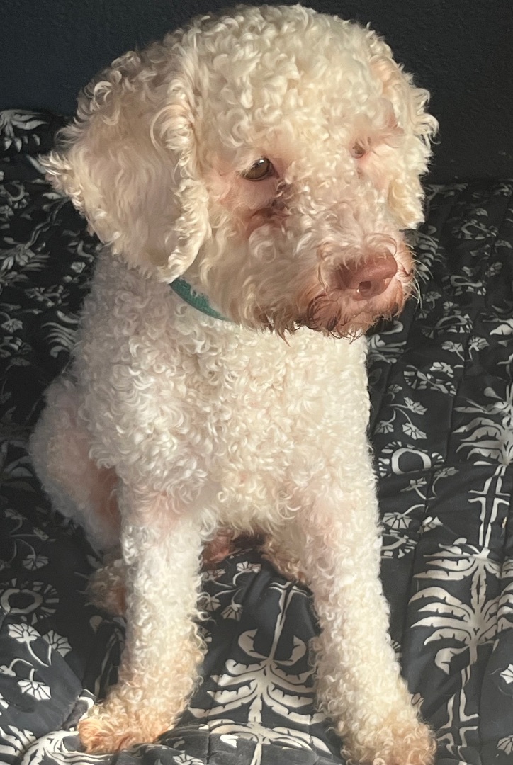 Oso, an adoptable Poodle, Cockapoo in Yuba City, CA, 95991 | Photo Image 2