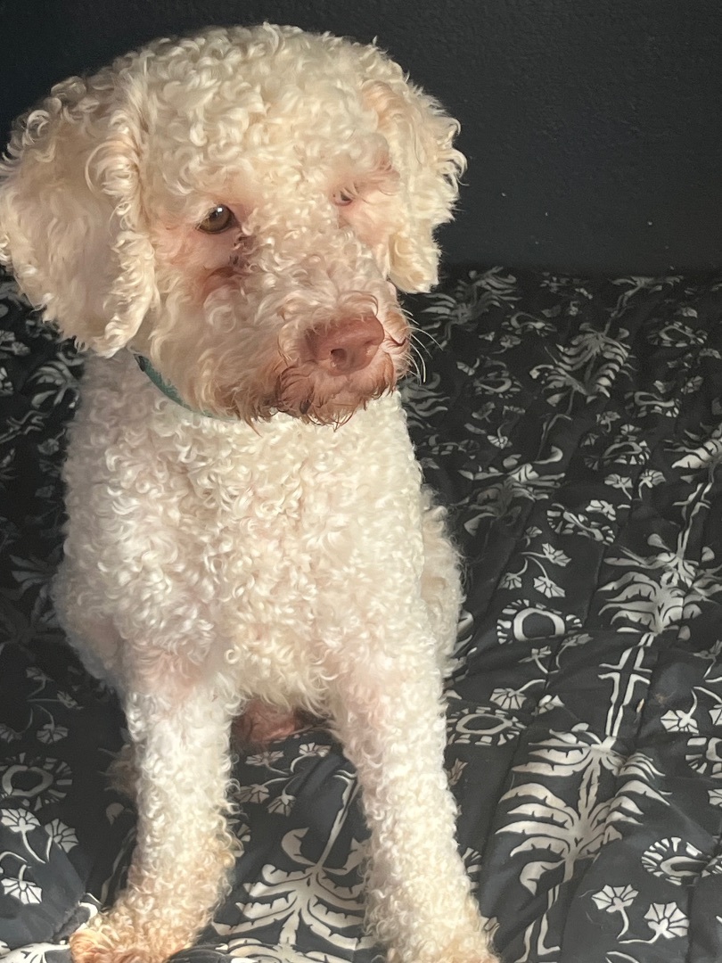 Oso, an adoptable Poodle, Cockapoo in Yuba City, CA, 95991 | Photo Image 3