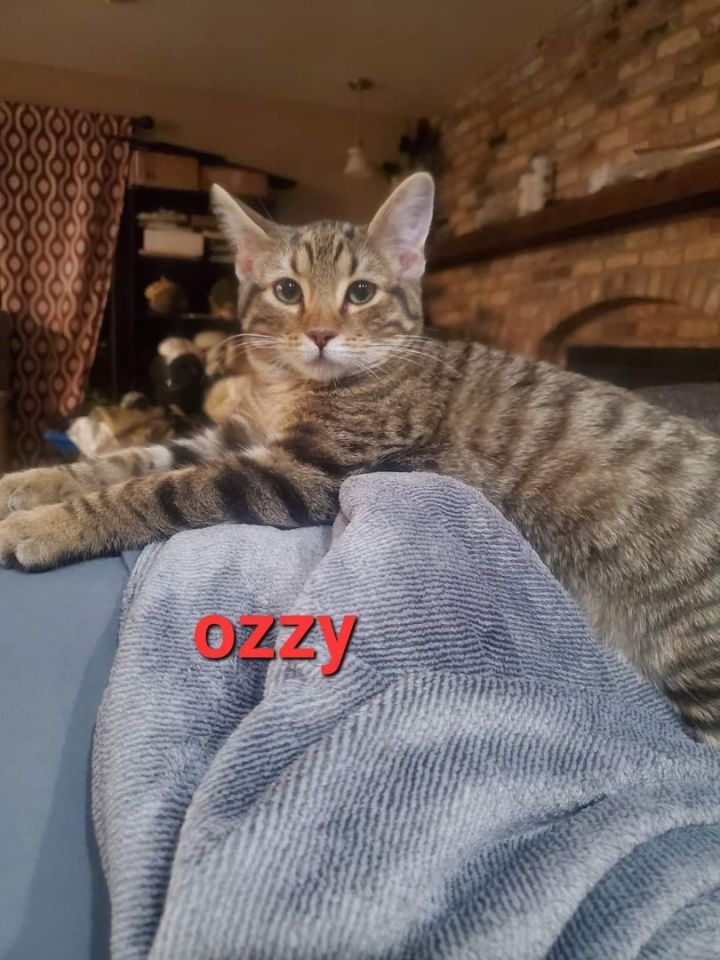Ozzy, an adoptable Egyptian Mau Mix in Manhattan, KS_image-1