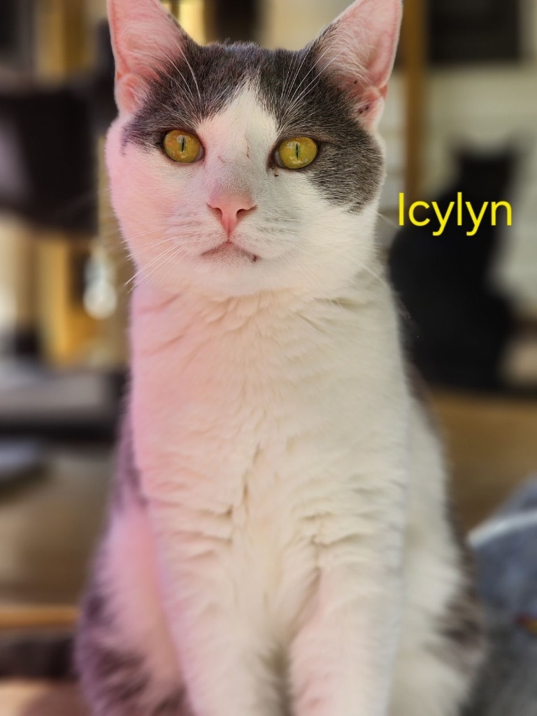 Icylyn