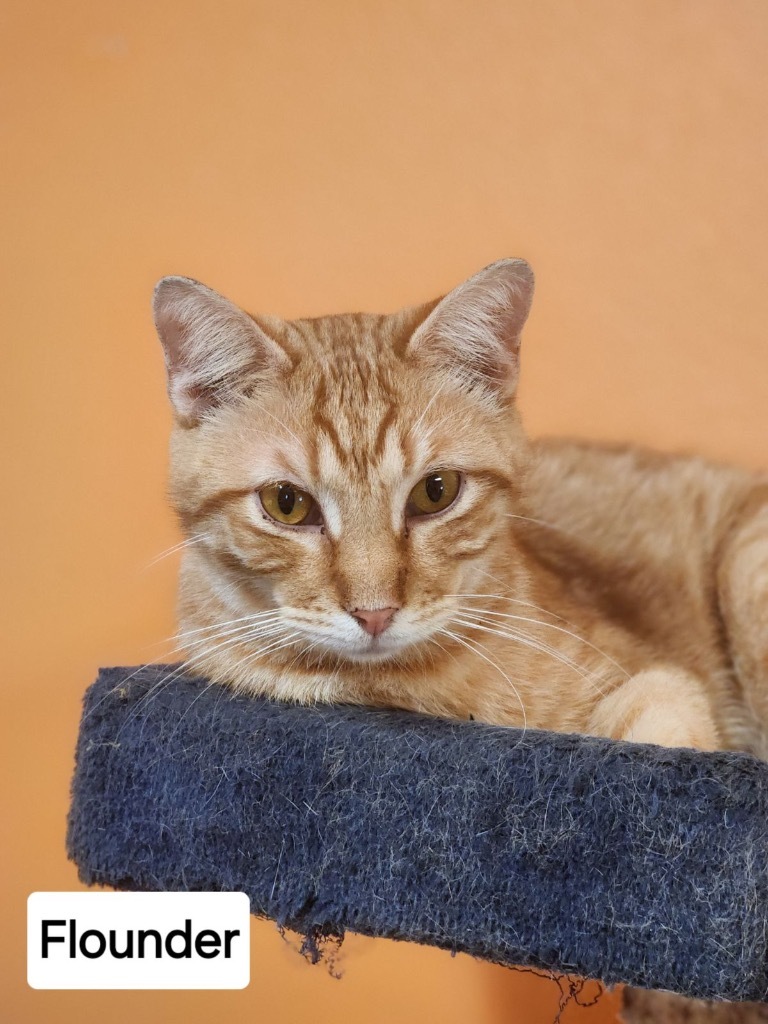 Flounder, an adoptable American Shorthair in Fulton, TX, 78358 | Photo Image 1