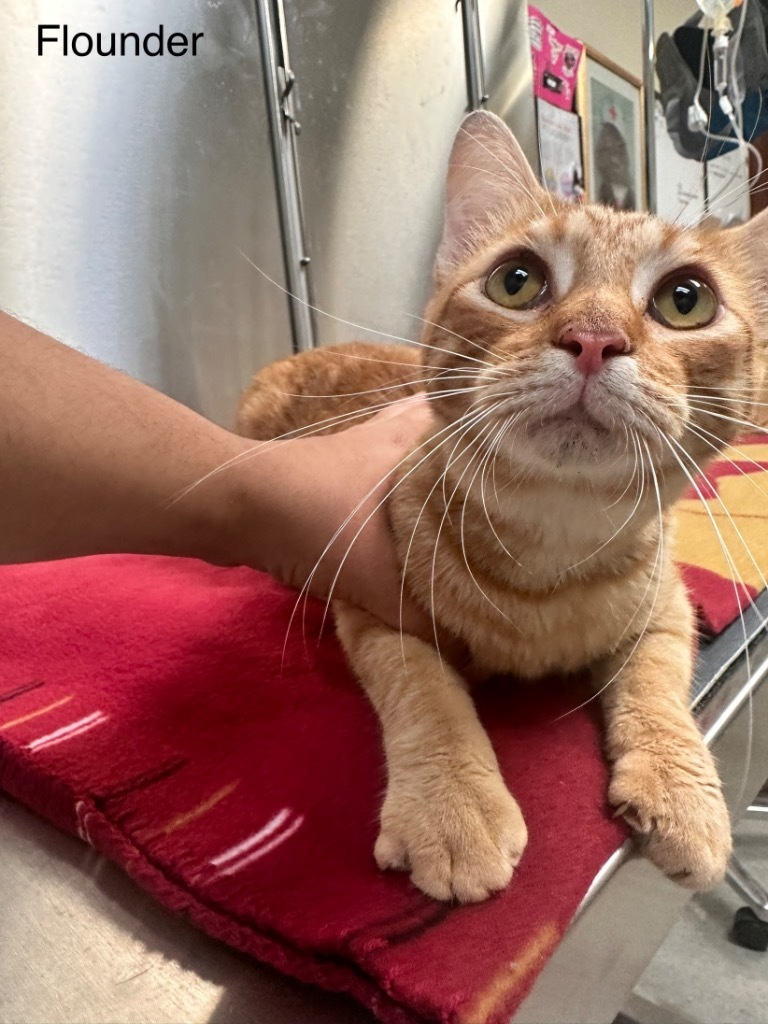 Flounder, an adoptable American Shorthair in Fulton, TX, 78358 | Photo Image 2