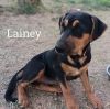 Lainey