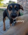 Lainey