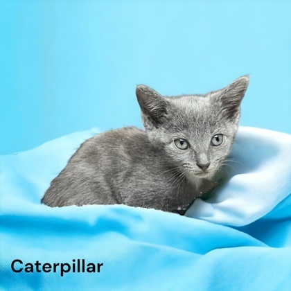 Caterpillar, an adoptable Domestic Short Hair in Cumberland, MD_image-1