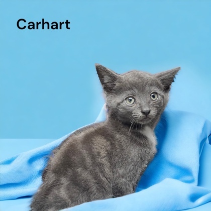 Carhart 1